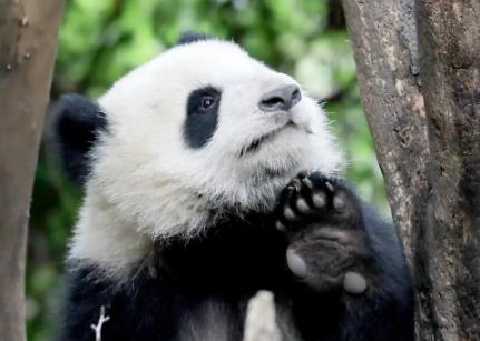 网友突击式检查世界各地大熊猫-熊猫在国外过得好吗