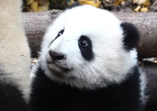 官方证实大熊猫“宝新”已去世