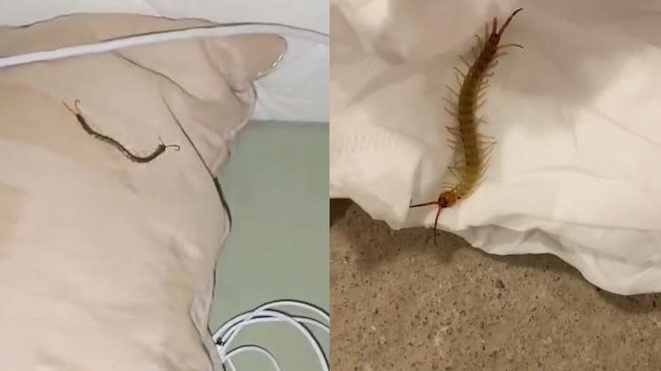 女子睡觉时被10厘米蜈蚣咬太阳穴-被蜈蚣咬了会死人吗