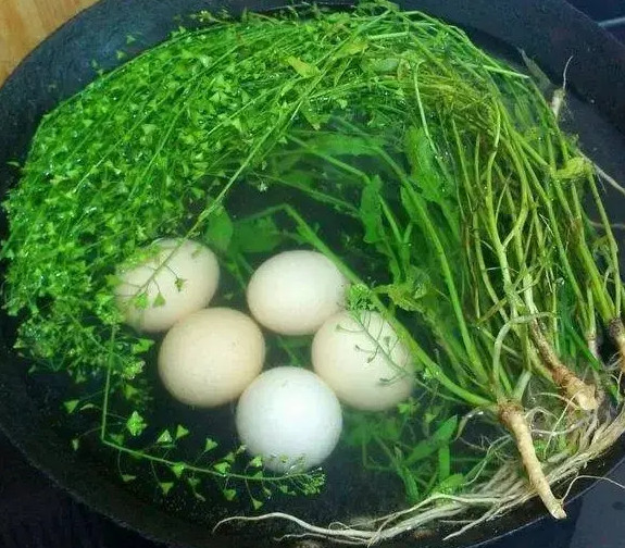 三月三煮鸡蛋的草是什么草-三月三煮鸡蛋的野菜
