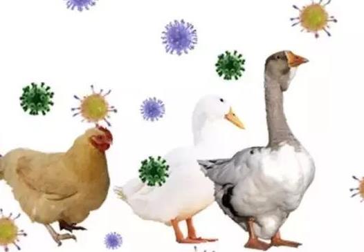 阿根廷已扑杀70余万只禽类-阿根廷禽流感最新消息