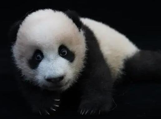 官方证实大熊猫“宝新”已去世