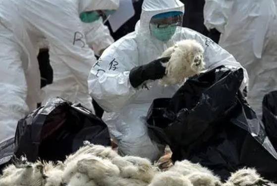阿根廷已扑杀70余万只禽类-阿根廷禽流感最新消息