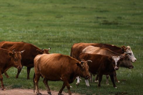 蒙古国发生草原火灾烧死大量牲畜