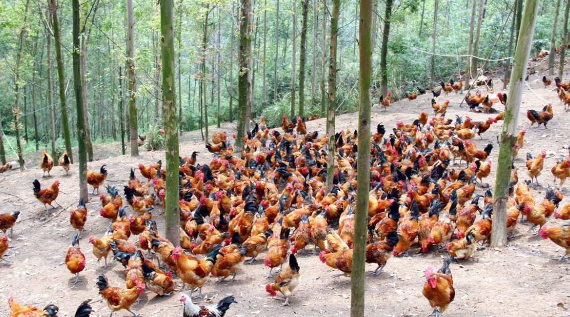 男子用手电筒吓死1100只鸡获刑-鸡为什么怕红外线的点