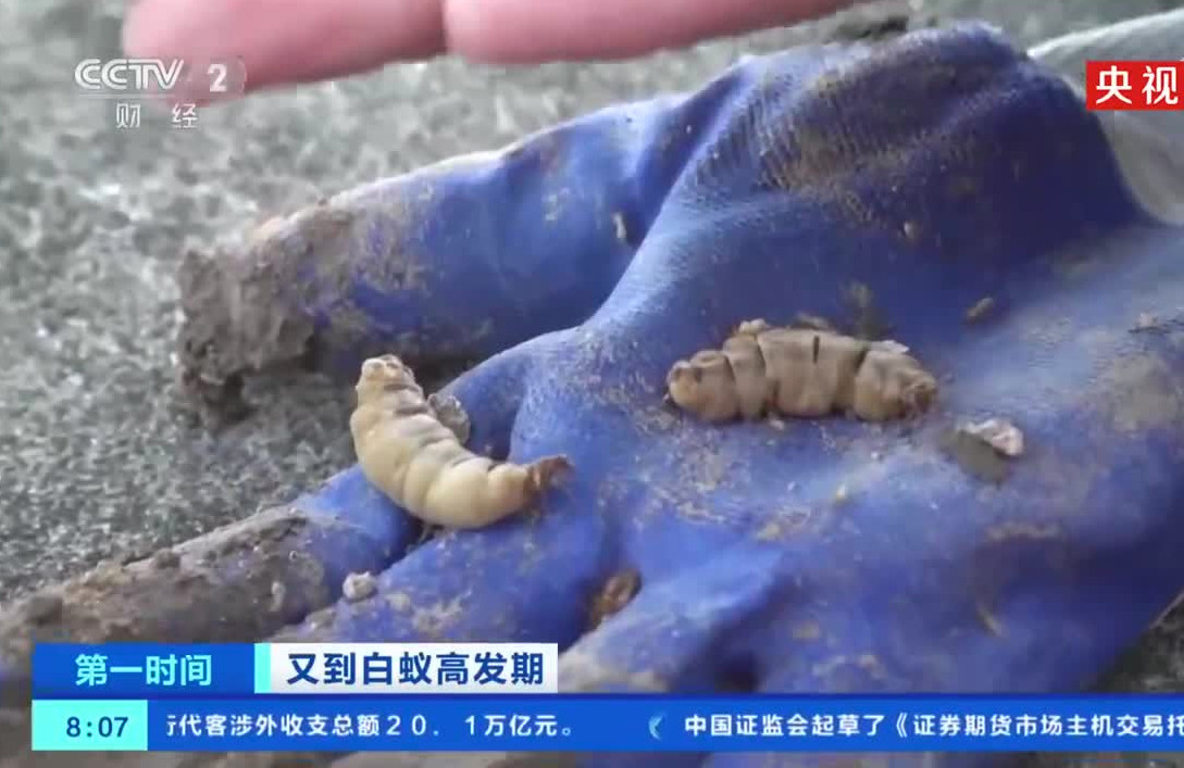 浙江一大坝挖出生长十几年白蚁后-蚁后为什么变成大白虫