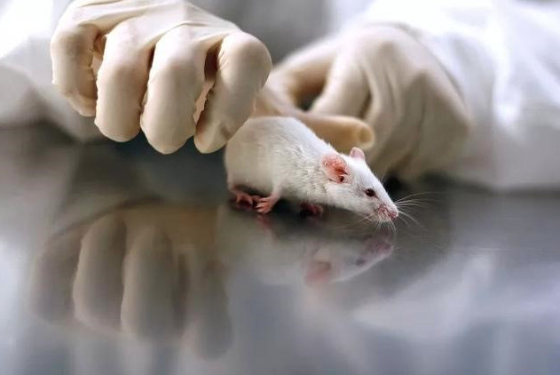 美生物实验室感染病毒的小白鼠逃了-美国生物实验室令人毛骨悚然