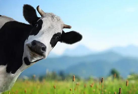 美国奶牛厂爆炸约1.8万头牛死亡