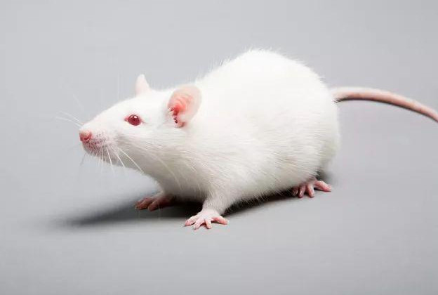 美生物实验室感染病毒的小白鼠逃了-美国生物实验室令人毛骨悚然