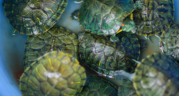 泰拉瑞亚乌龟套和叶绿套哪个更好