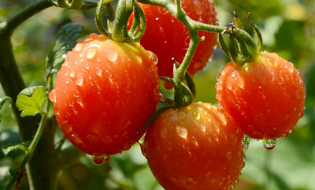 西红柿有维生素c吗