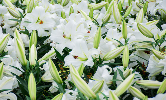 12朵百合花花语是什么