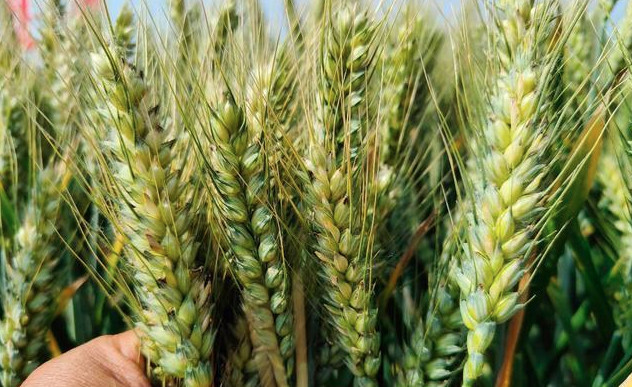 023年小麦国家保护价多少钱一斤-2023年小麦最低保护价"