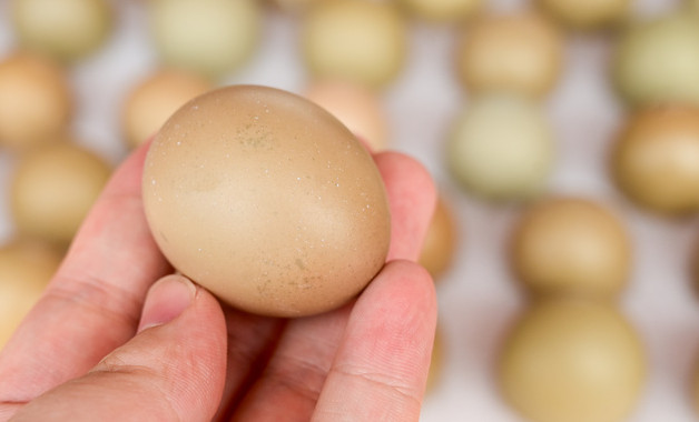 普通鸡蛋可以做流心蛋吗