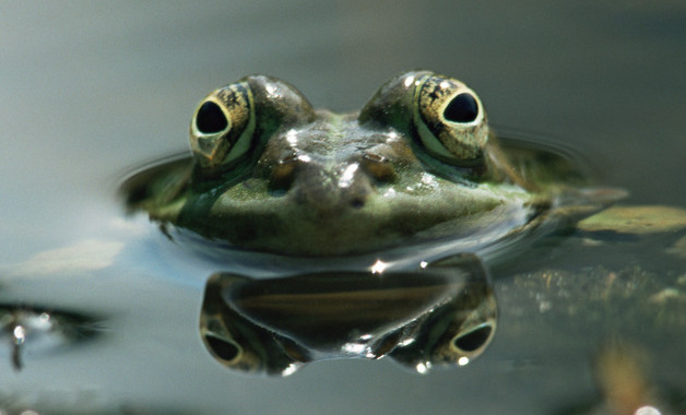 青蛙效应是什么意思