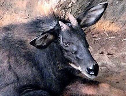 酷似麒麟的瑞兽中华鬣羚现身-鬣羚是几级保护动物