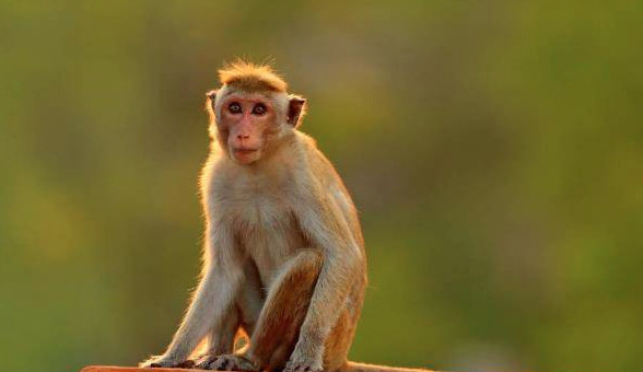 0年属猴人2023年每月运势及运程详解-80年属猴人2023年的运势及运程"