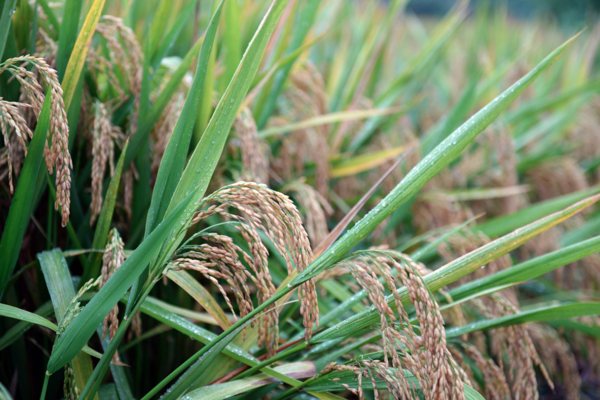 023年水稻补贴多少钱一亩-2023年水稻补贴什么时候发放"