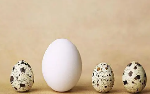 鸽子蛋的营养价值及功效，鸽子蛋的最佳吃法